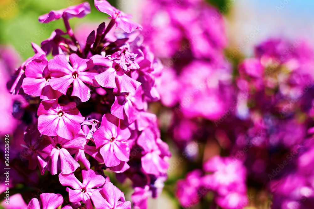 Vivid violet Phlox flower buds with blurred purple flowers on the background. Natural floral backdrops and textures. Copy space for advertisement text Vivid violet Phlox flower buds with blurred purple flowers on the background. Natural floral backdrops and textures. Copy space for advertisement text