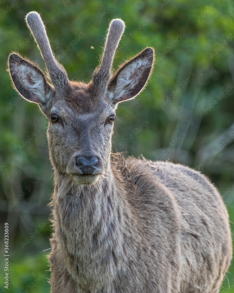 Red deer standing. Red deer at the Oostvaardersplassen in the Netherlands. Red deer standing. Red deer at the Oostvaardersplassen in the Netherlands.