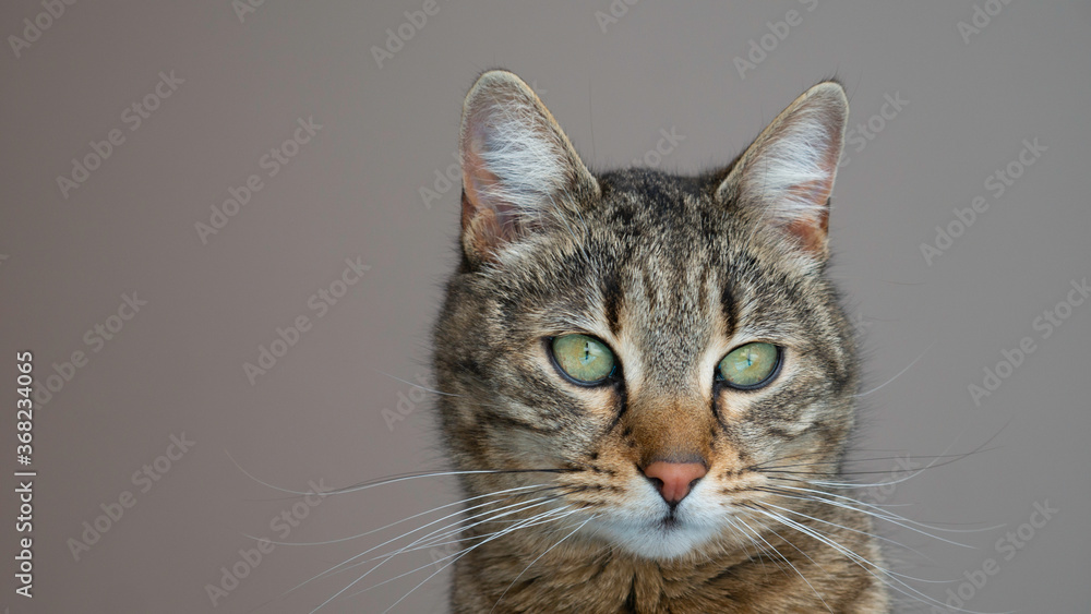 Portrait of a cat with green eyes. Negative space. Portrait of a cat with green eyes. Negative space.