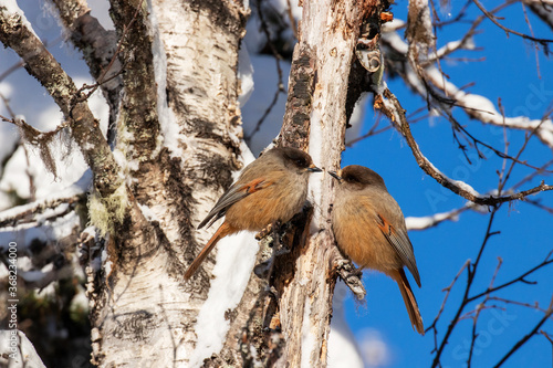 Tender moment of a pair of small and cute Siberian jays, Perisoreus infaustus, during a cold winter day in Finnish Lapland, Northern Europe.  photo