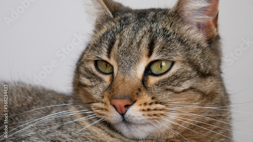 Close up of a cat with green eyes.  © Natasa