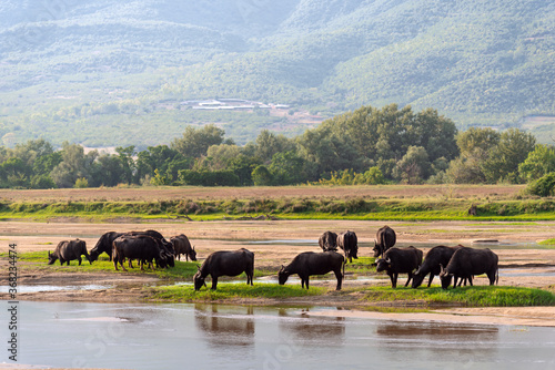 Black buffaloes grazing at beautiful wetland with mountain at background