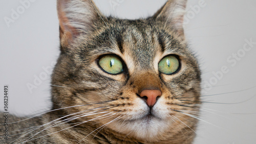 Fototapeta Naklejka Na Ścianę i Meble -  Close up portrait of a striped cat. 