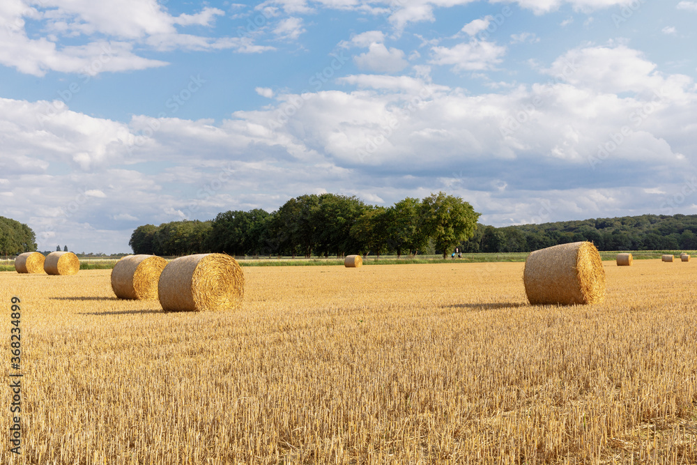 hay bales in the field against the backdrop of green trees and blue and cloudy sky