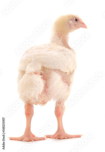 Chicken or young broiler chickens.