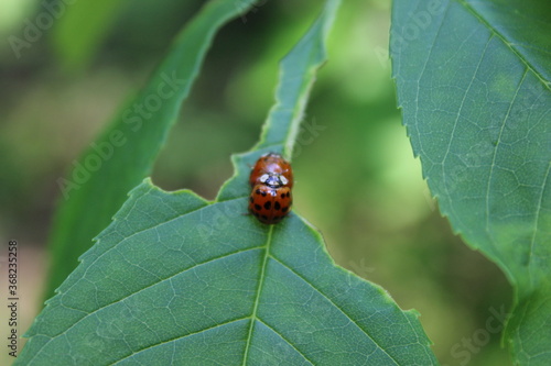 love of two ladybugs © zuzafoto