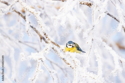 A small Blue tit (Cyanistes caeruleus) in the middle of winter wonderland during a morning frost in boreal Estonian forest, Northern Europe. 