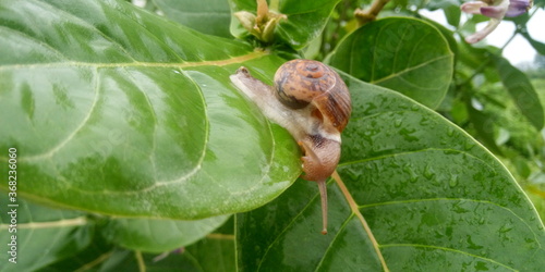 snail on a leaf © AdiMO