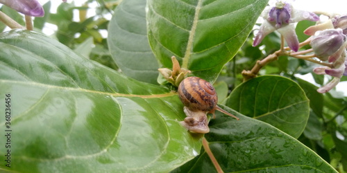 Wallpaper Mural snail on a leaf Torontodigital.ca