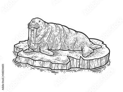 walrus on ice floe sketch engraving vector illustration. T-shirt apparel print design. Scratch board imitation. Black and white hand drawn image.