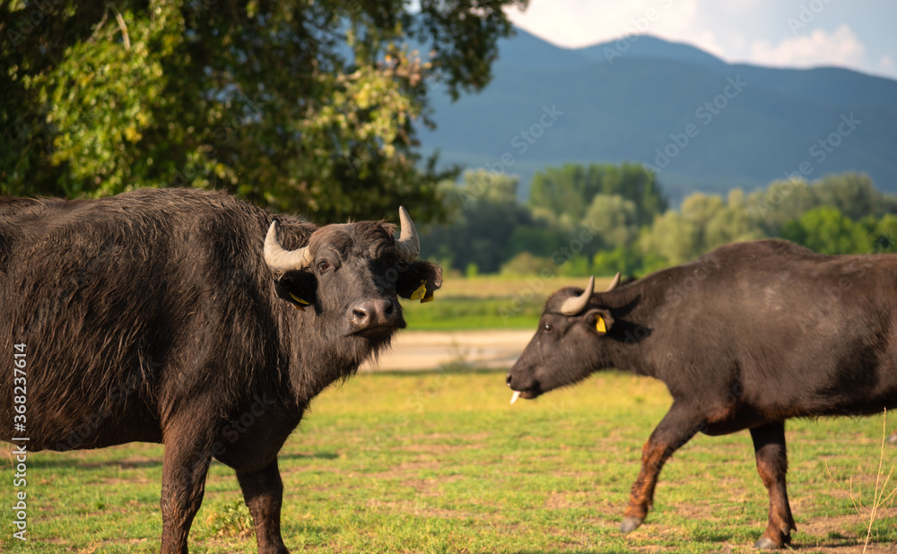 Black water buffalo grazing at beautiful meadow at sunset Black water buffalo grazing at beautiful meadow at sunset