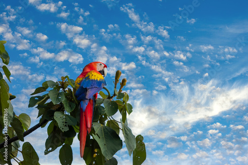 Hellroter Ara auf einem Baum in Costa Rica