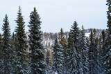 Wintery and snowy taiga forest on hillside near Kuusamo, Northern Finland. 
