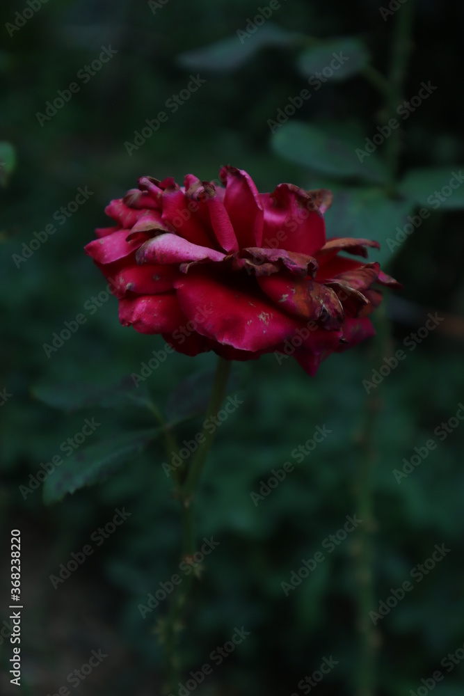 Obraz premium red rose flower