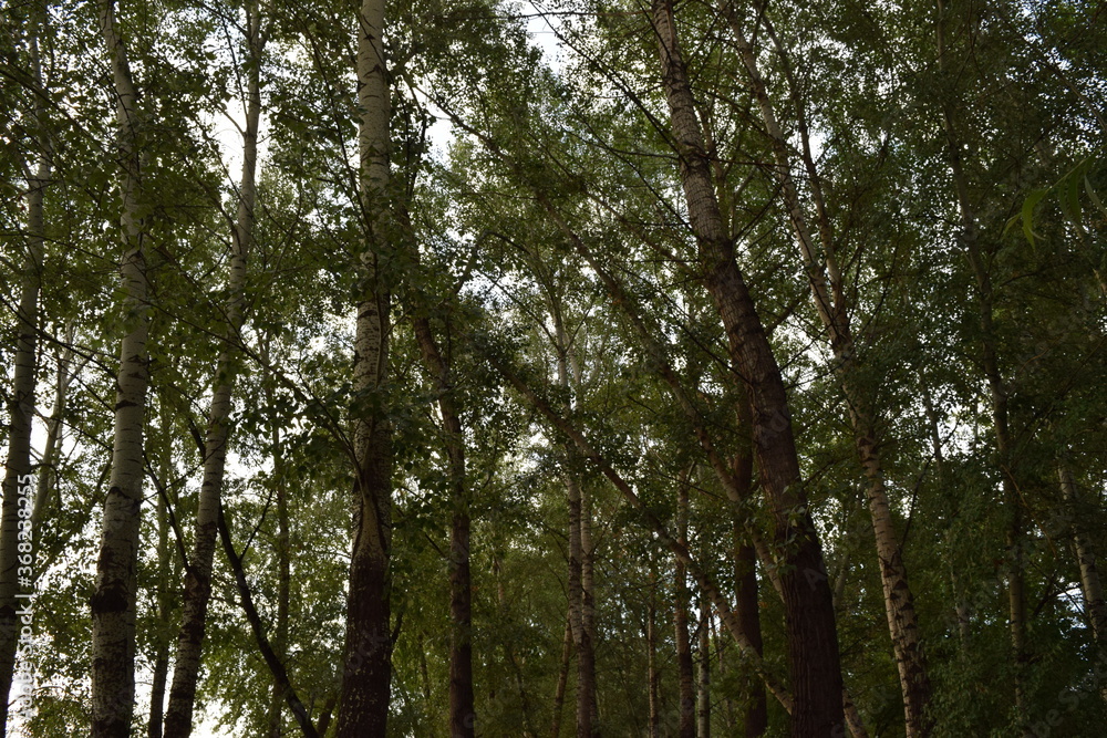 Trees, fields, grass, river collection Trees, fields, grass, river collection