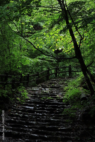 nature in Hinohara village   japan tokyo