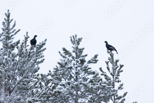 Two male Black grouses  Lyrurus tetrix feeding on Pine needles during a harsh and cold winter day in taiga forest near Kuusamo  Northern Finland. 