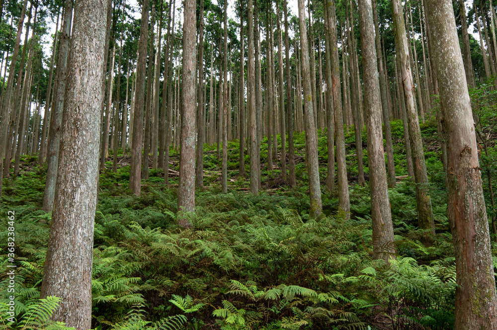 Obraz premium 夏の森