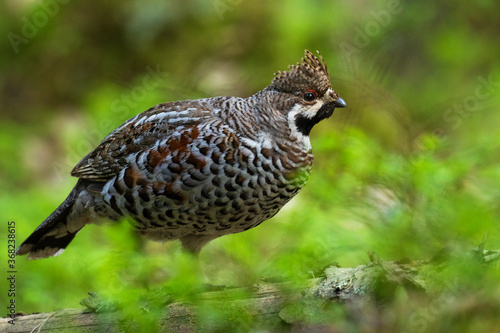 A male Hazel grouse (Tetrastes bonasia) with a raised crest feathers in a green, lush and old boreal forest during spring breeding season in Estonia, Northern Europe. 