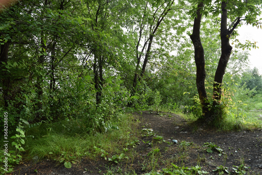 Fototapeta premium Trees, fields, grass, river collection