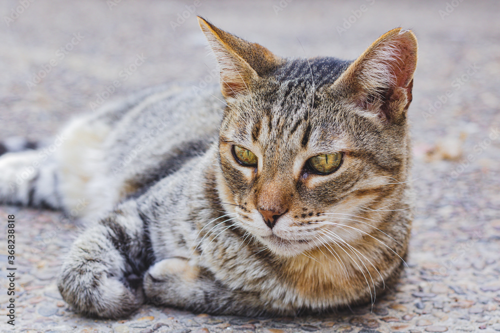 A grey cat with green eyes lying on the ground