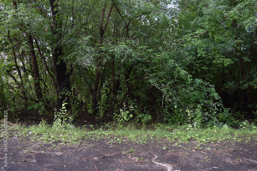 Trees, fields, grass, river collection Trees, fields, grass, river collection