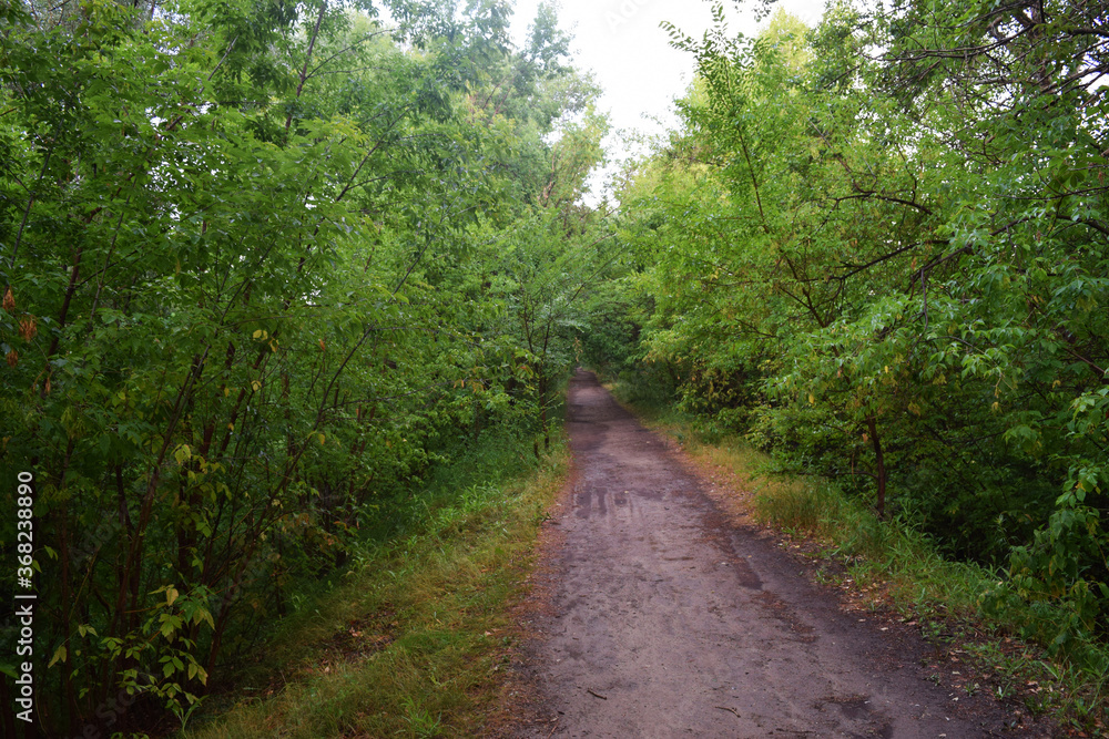 Trees, fields, grass, river collection Trees, fields, grass, river collection