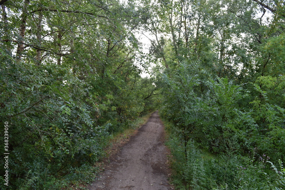 Fototapeta premium Trees, fields, grass, river collection