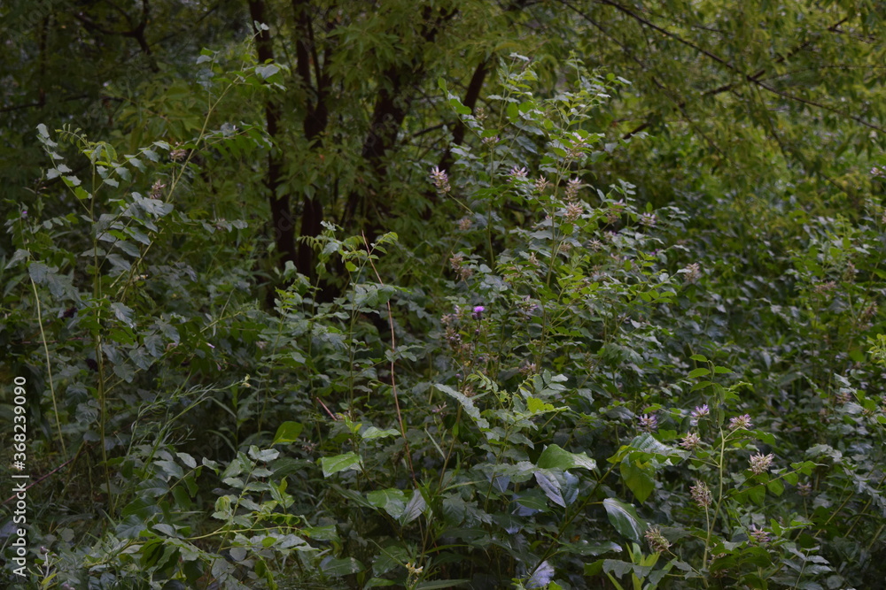 Fototapeta premium Trees, fields, grass, river collection
