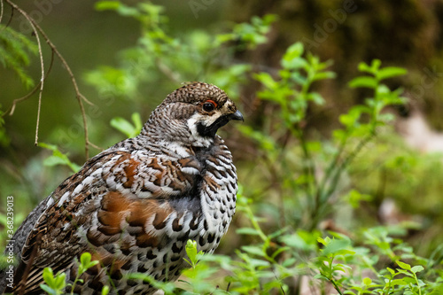 Obraz na plátně A male Hazel grouse, Tetrastes bonasia in a green, lush and old boreal forest during spring breeding season in Estonia, Northern Europe