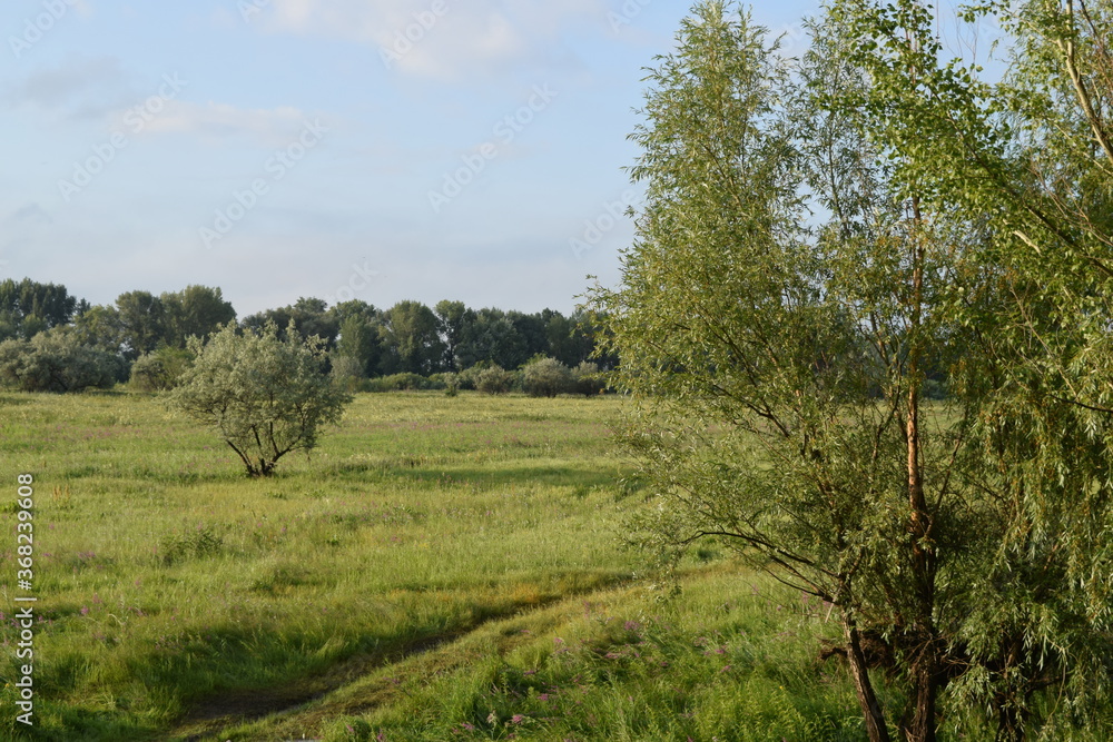 Trees, fields, grass, river collection Trees, fields, grass, river collection