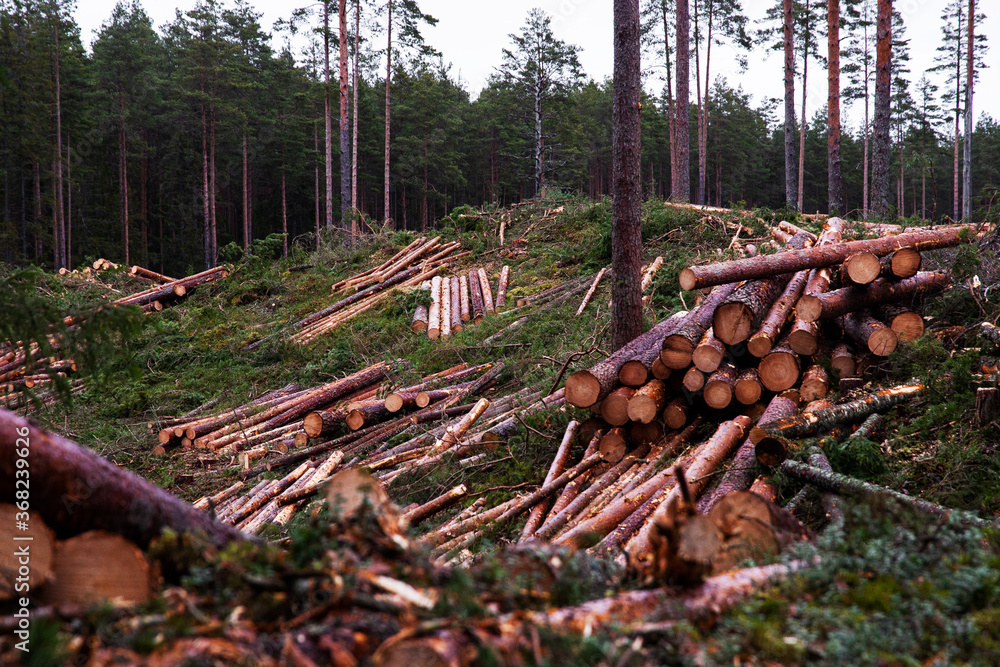 Piles of freshly cut logs after clear-cutting a pine grove coniferous forest in Estonia, Northern Europe. Piles of freshly cut logs after clear-cutting a pine grove coniferous forest in Estonia, Northern Europe.