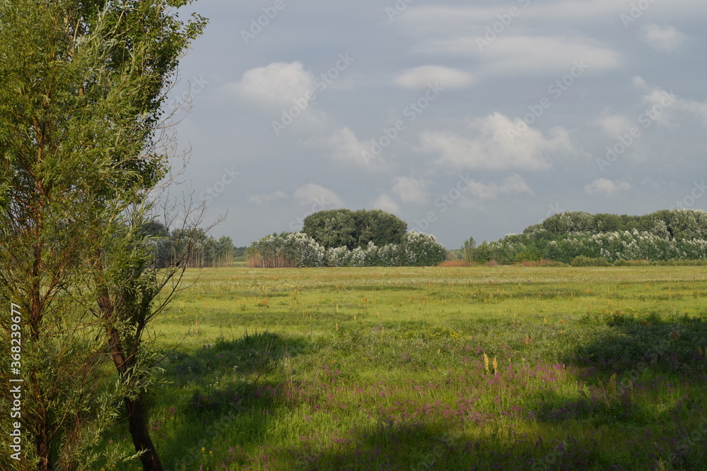 Fototapeta premium Trees, fields, grass, river collection