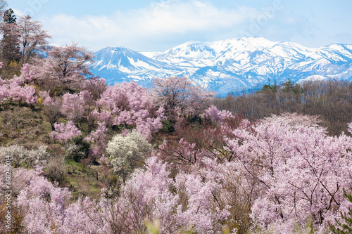 花見山より吾妻山を望む