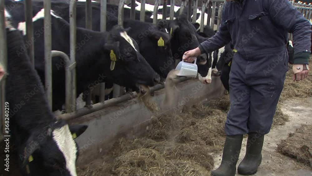 Feeding concentrates manually. Cows in modern Dutch stable eating