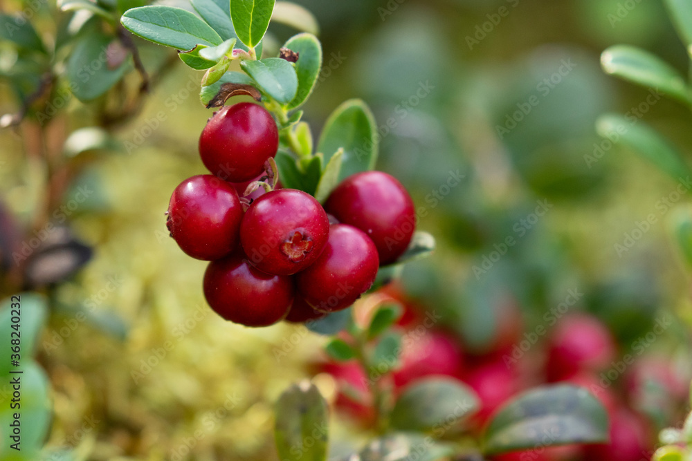 Fresh, edible and delicious cowberries / lingonberries (Vaccinium vitis-idaea) as northern delicacy in autumnal coniferous borel forest of Estonia, Northern Europe. Fresh, edible and delicious cowberries / lingonberries (Vaccinium vitis-idaea) as northern delicacy in autumnal coniferous borel forest of Estonia, Northern Europe.