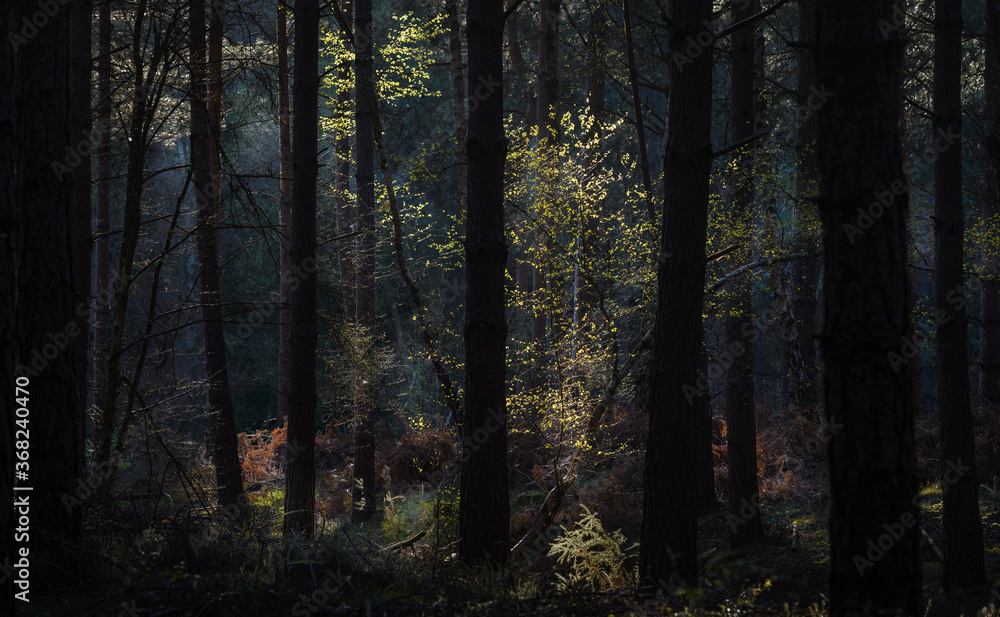forest in the morning, Heath Warren Wood Hampshire, colourful woodland scenes