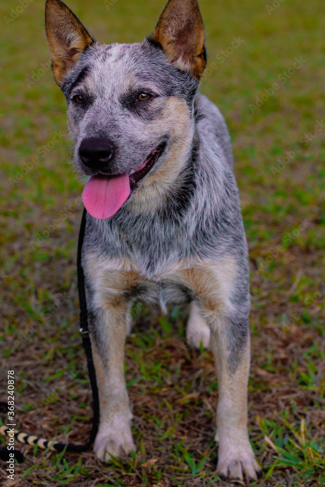 Rustic Heeler Kennel pupppy dog in park