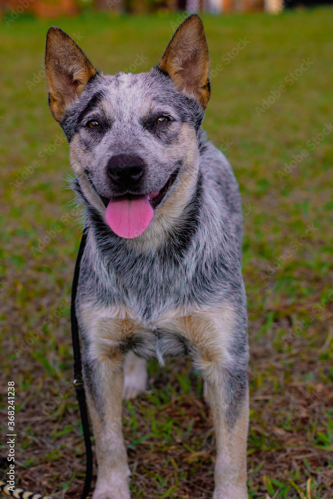 Rustic Heeler Kennel pupppy dog in park Rustic Heeler Kennel pupppy dog in park