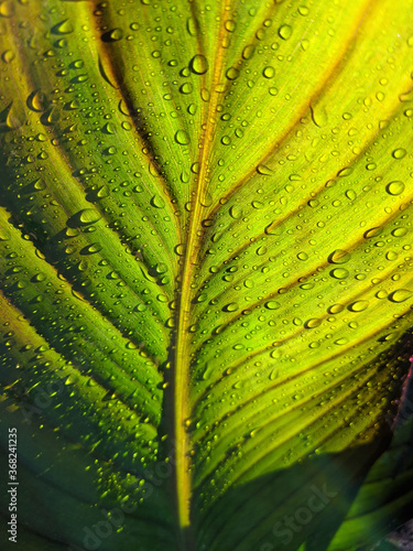 close up of a leaf with water drops