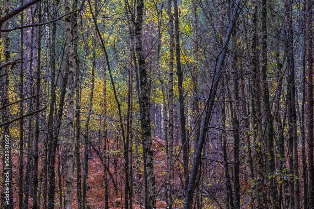 Heath Warren Wood Hampshire, colourful woodland scenes Heath Warren Wood Hampshire, colourful woodland scenes