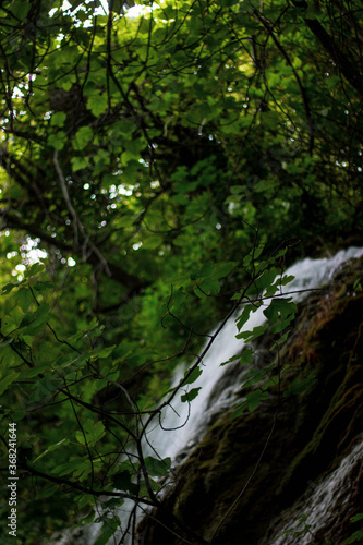 stream in the forest