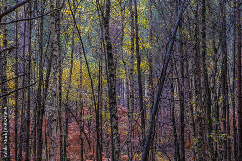 Heath Warren Wood Hampshire, colourful woodland scenes