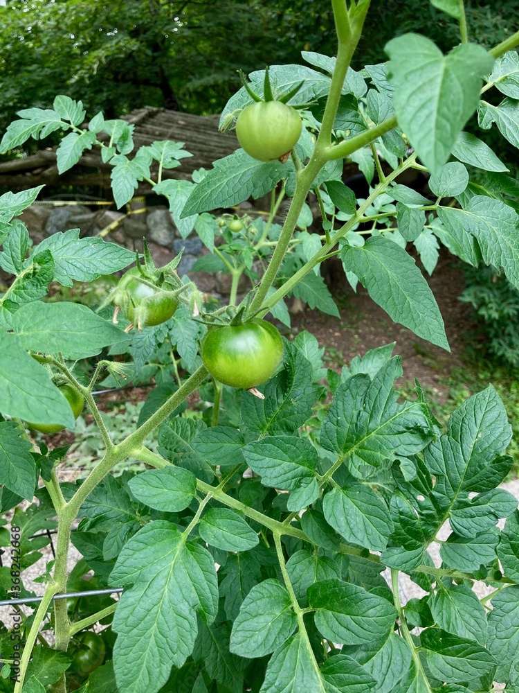 green tomatoes in the garden green tomatoes in the garden