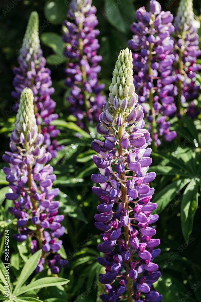 Purple lupine flowers in garden. Beautiful lupine flowers in village. Vertical photo. Purple lupine flowers in garden. Beautiful lupine flowers in village. Vertical photo.