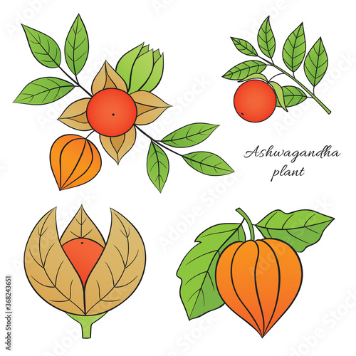 Medicinal herbs collection. Vector illustration of ayurvedic plant ashwagandha on a white background
