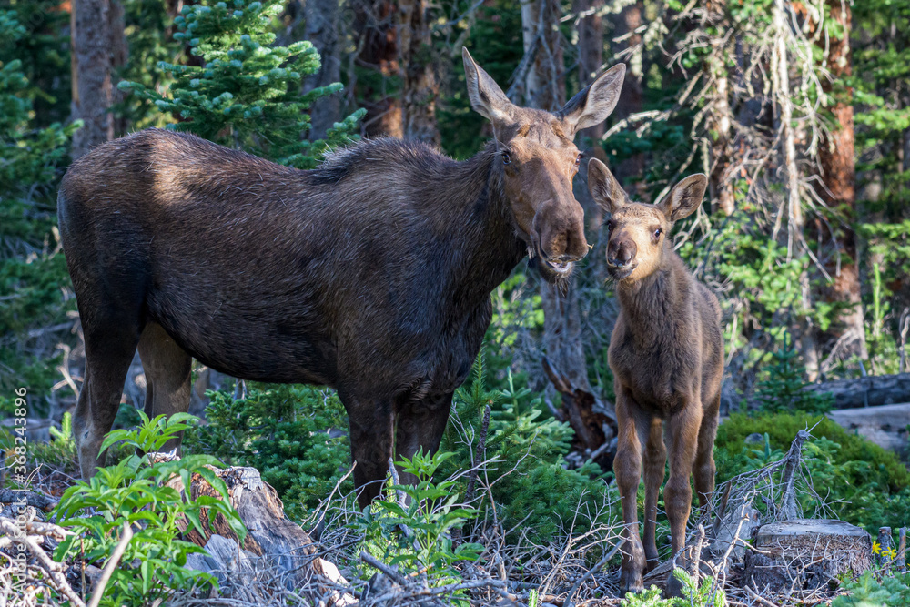 Fototapeta premium Moose in the Colorado Rocky Mountains