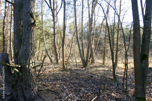 Spring forest in Poland. Outdoor natural landscape background.