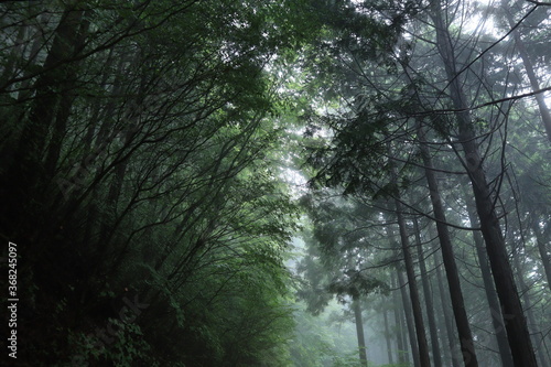 nature in Hinohara village  ,japan,tokyo photo