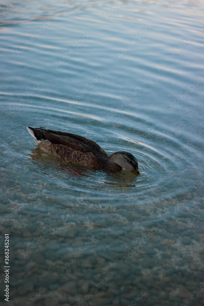 Fototapeta premium duck in the water